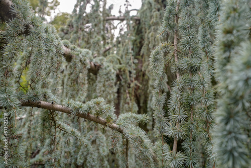 Photography close up vegetation from the british botanical garden of Bratislava