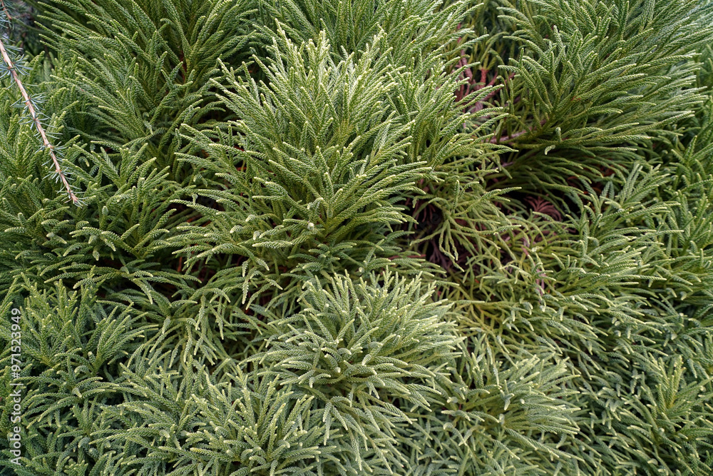 close up vegetation from the british botanical garden of Bratislava close up vegetation from the british botanical garden of Bratislava