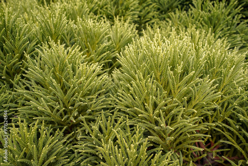Canvas Print close up vegetation from the british botanical garden of Bratislava