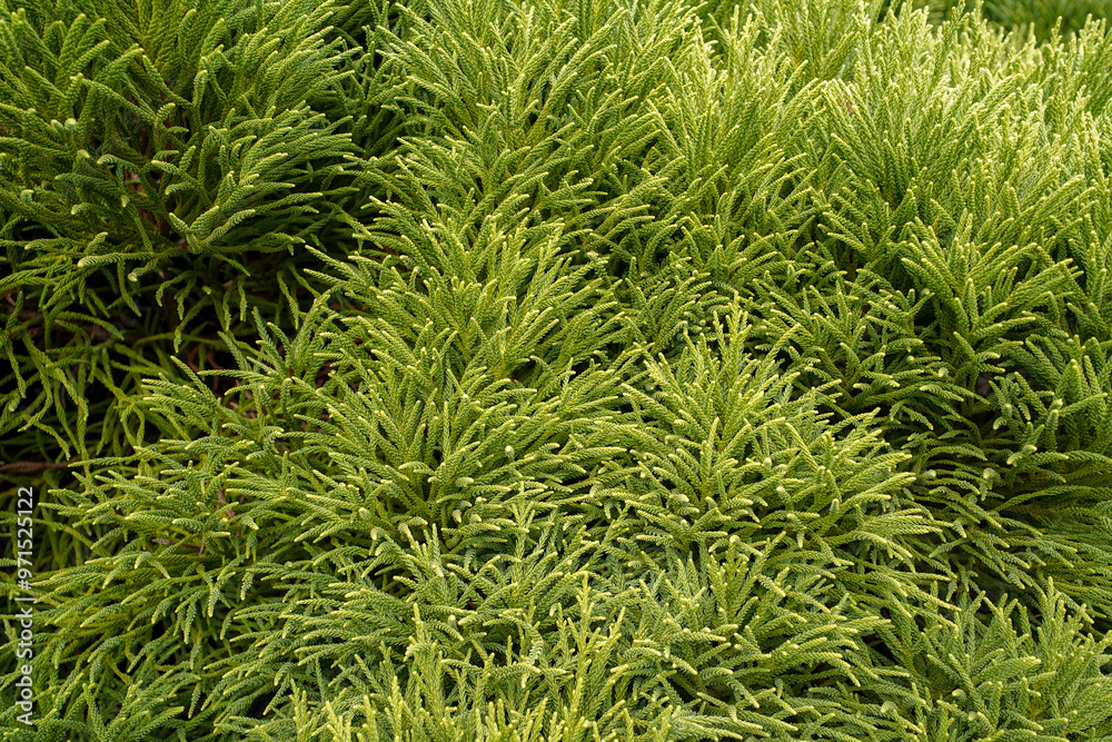 close up vegetation from the british botanical garden of Bratislava close up vegetation from the british botanical garden of Bratislava