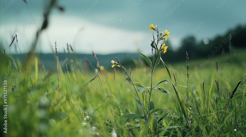 Obraz premium A landscape of tall, green grass stretches out, dotted with yellow flowers in the foreground, while a cloud-filled sky looms overhead