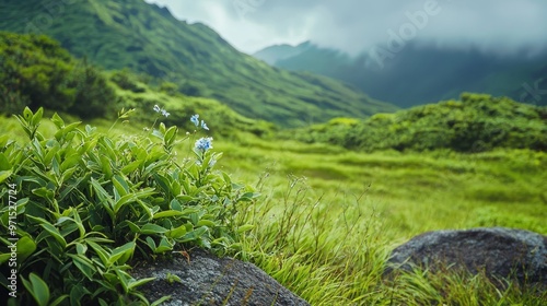  A grassy field with rocks and flowers in the foreground Behind it, mountain ranges with clouds in the sky photo