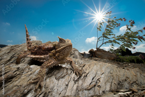 Foto Lagarto cornudo gigante - Phrynosoma asio