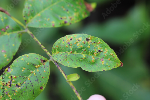 Walnut blister mite, Aceria tristriata, tristriatus,  Symptoms of the pest on walnut leaf. photo