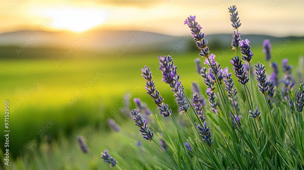 Fototapeta premium A field filled with lavender flowers in foreground, setting sun in background
