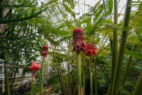 Canvas Print tropical vegetation in the british botanical garden greenhouse of bratislava