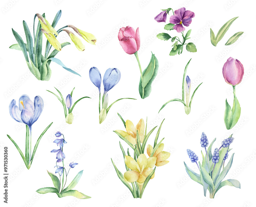 Set of watercolor spring flowers. Garden flowers. Tulip, crocus and others. Set of watercolor spring flowers. Garden flowers. Tulip, crocus and others.