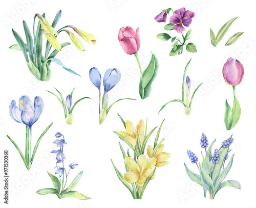 Set of watercolor spring flowers. Garden flowers. Tulip, crocus and others.