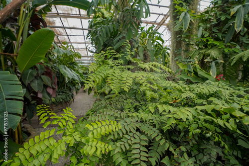 Photography tropical and lush vegetation in the botanical garden greenhouse of  Bratislava