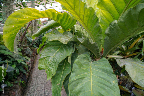 Photography tropical and lush vegetation in the botanical garden greenhouse of  Bratislava