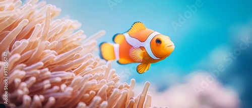 A tight shot of a clownfish near coral, anemone preceding, backdrop of blue sky
