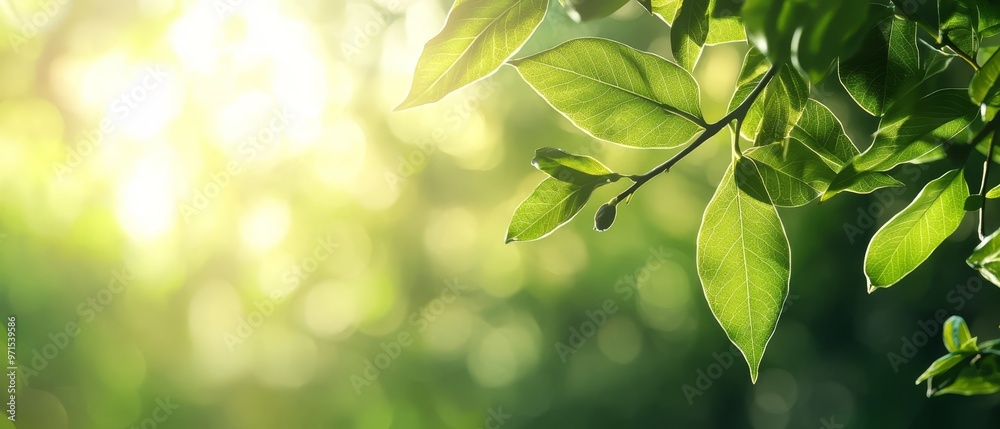 A tight shot of a green tree branch, sunlit leaves transparent against radiant sunlight, backdrop softly blurred A tight shot of a green tree branch, sunlit leaves transparent against radiant sunlight, backdrop softly blurred