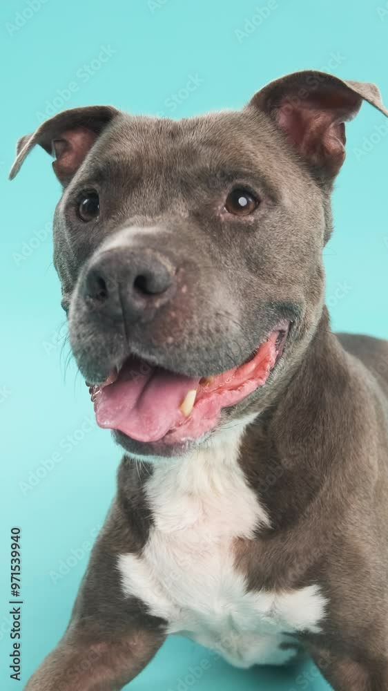 American Pitbull Terrier lying in blue background studio American Pitbull Terrier lying in blue background studio