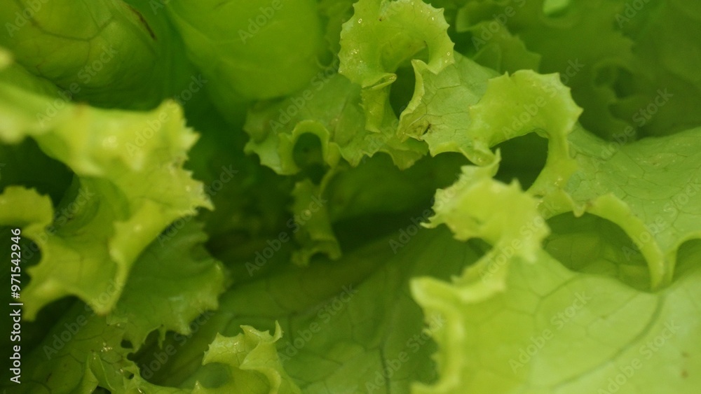 Macrography, fresh lettuce leaves stand out against a black background, creating a striking visual contrast. Each close-up shot captures the intricate details and textures of the lettuce. Comestible. Macrography, fresh lettuce leaves stand out against a black background, creating a striking visual contrast. Each close-up shot captures the intricate details and textures of the lettuce. Comestible.