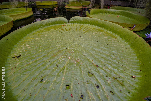 giant waterlillies in the botanical garden greenhouse of  Bratislava photo