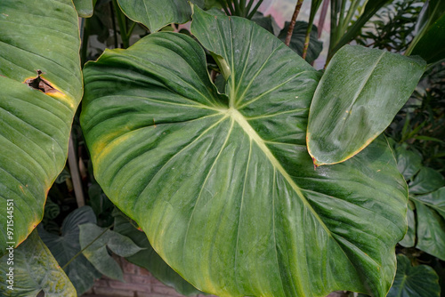 Photography tropical plants in the botanical garden greenhouse of  Bratislava