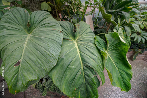 Photography tropical plants in the botanical garden greenhouse of  Bratislava