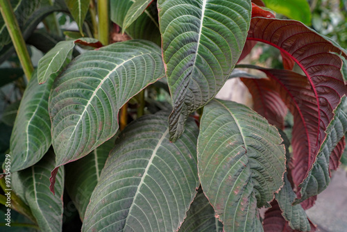Photography tropical plants in the botanical garden greenhouse of  Bratislava