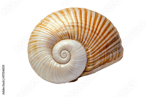 Close up of spiral seashell with striped pattern. The detailed texture and natural design of the shell are showcased in beautiful, intricate spiral formation. Isolated on transparent background, png.