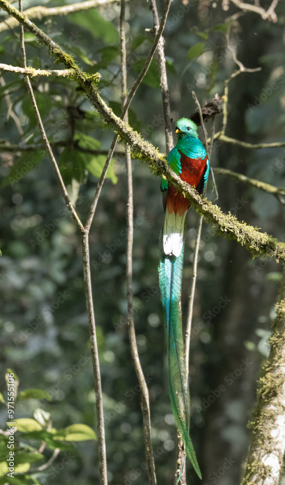 Fototapeta premium Quetzal- pharomachrus mocinno