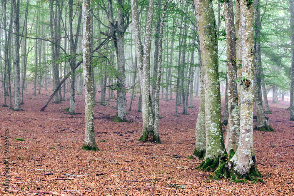 Misty Beech Forest with Fallen Leaves Misty Beech Forest with Fallen Leaves