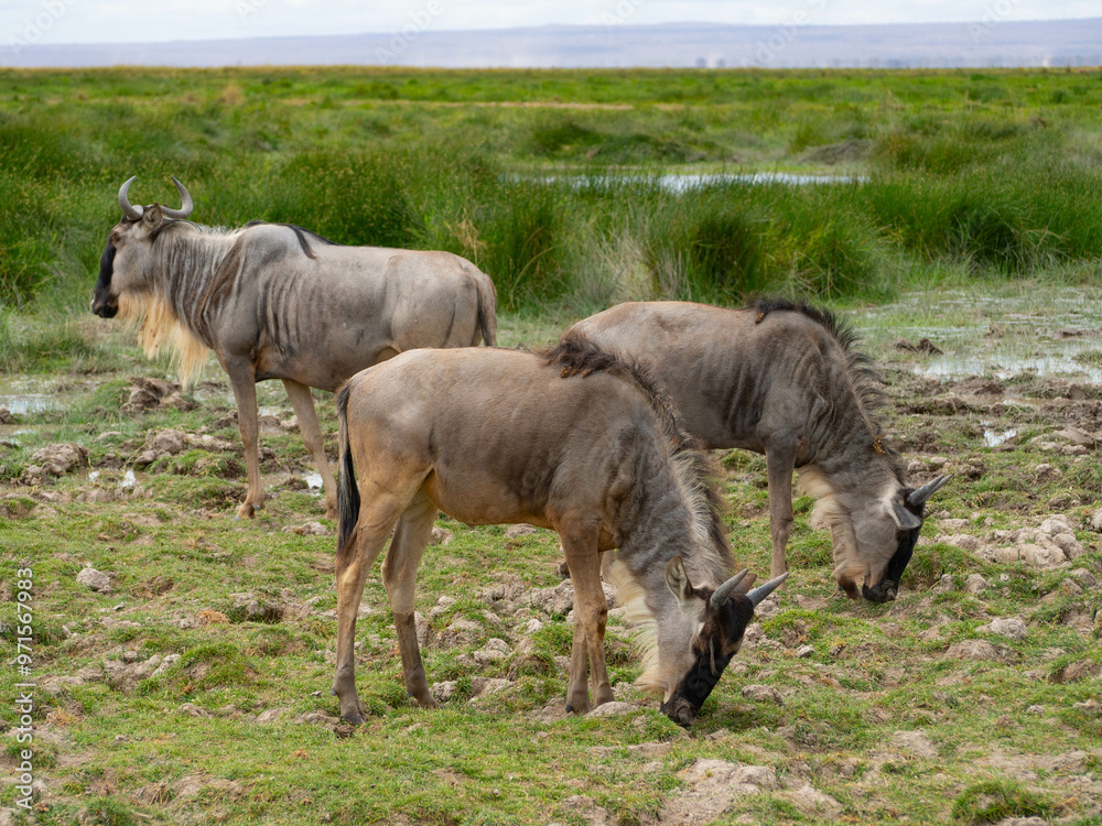 A group of wildbeest eating grass in a National Park A group of wildbeest eating grass in a National Park