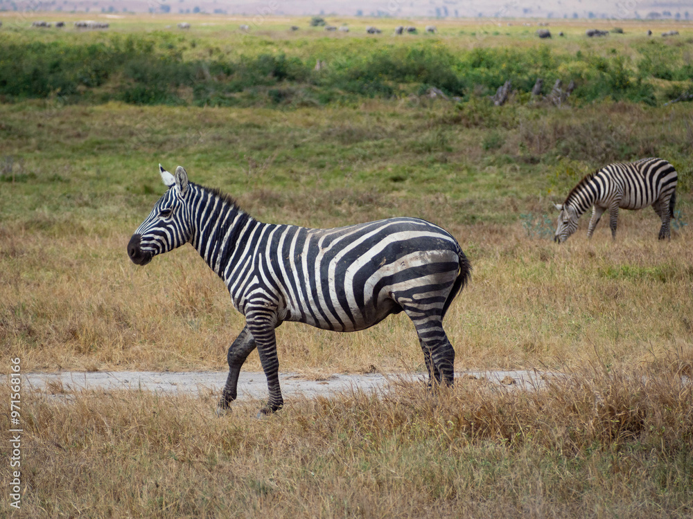 Fototapeta premium Zebras (Equus quagga) during a Safari in Africa standing and eating grass