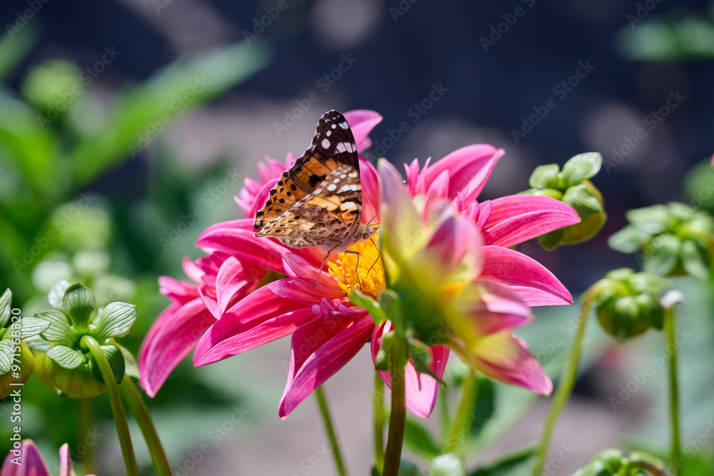 Thistle butterfly drinks the nectar of a pink dahlia with a yellow heart Thistle butterfly drinks the nectar of a pink dahlia with a yellow heart
