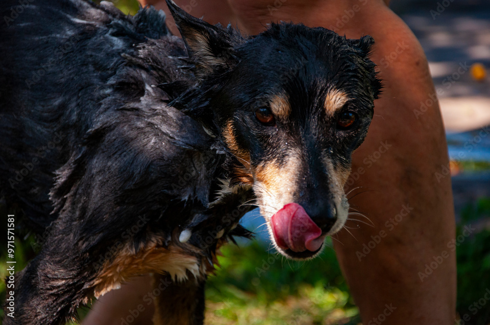 Hygiene. Grooming dog. Pet animal care and wash. Hygiene and care of ... - Sanitizing Dog Grooming Equipment For Human Health