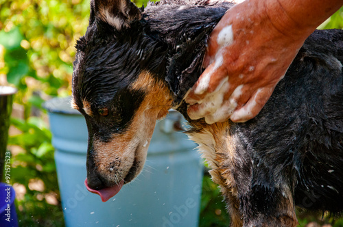Hygiene and care of animals. Grooming salon. Dog owner washing his pet. Dog enjoying washing outdoor covered in soap foam. Hygiene. Grooming dog. Pet animal care and wash. Washing dog in backyard