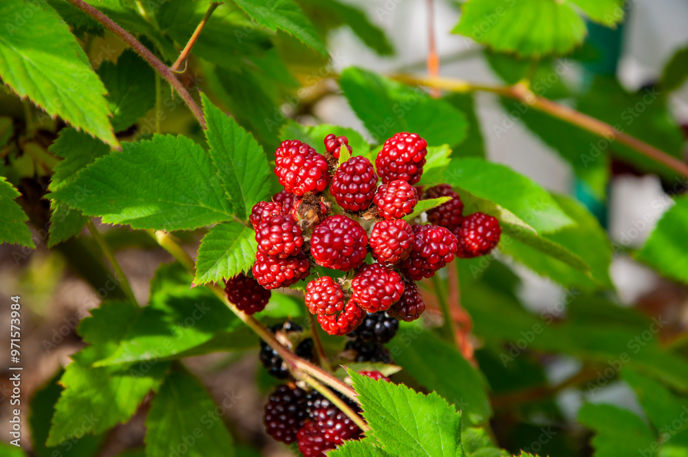 Blackberry berry. Branch of ripe blackberry on a bush in a garden. Fresh blackberries. Ripe organic blackberry. Fresh red ripe blackberries. Organic berry harvest. Vitamin garden. Fructose Blackberry berry. Branch of ripe blackberry on a bush in a garden. Fresh blackberries. Ripe organic blackberry. Fresh red ripe blackberries. Organic berry harvest. Vitamin garden. Fructose