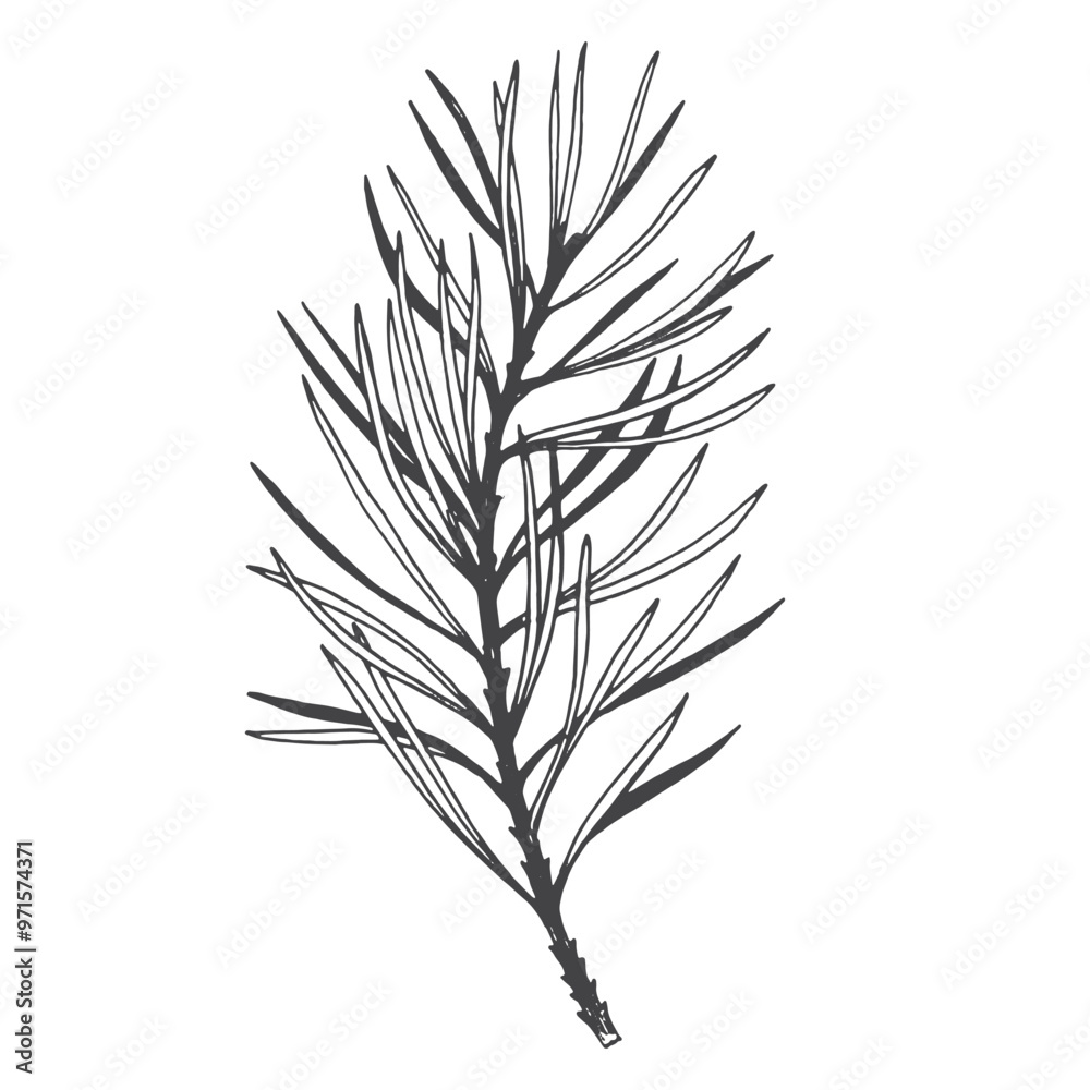 Fototapeta premium Hand-drawn black pine branch illustration on a white background. Botanical sketch for design and print.