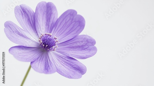 Single purple anemone flower blooming on white background