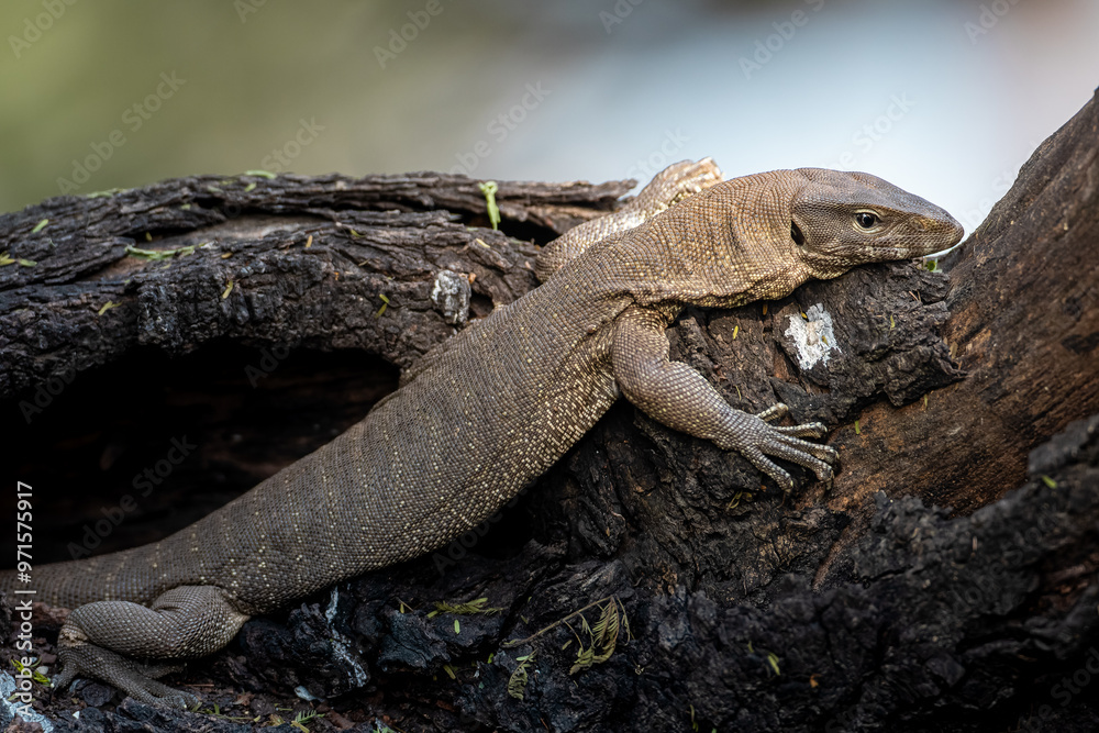A water monitor comes out on a branch to bask in winter sun, after a long foggy morning at Bharatpur, Rajasthan A water monitor comes out on a branch to bask in winter sun, after a long foggy morning at Bharatpur, Rajasthan