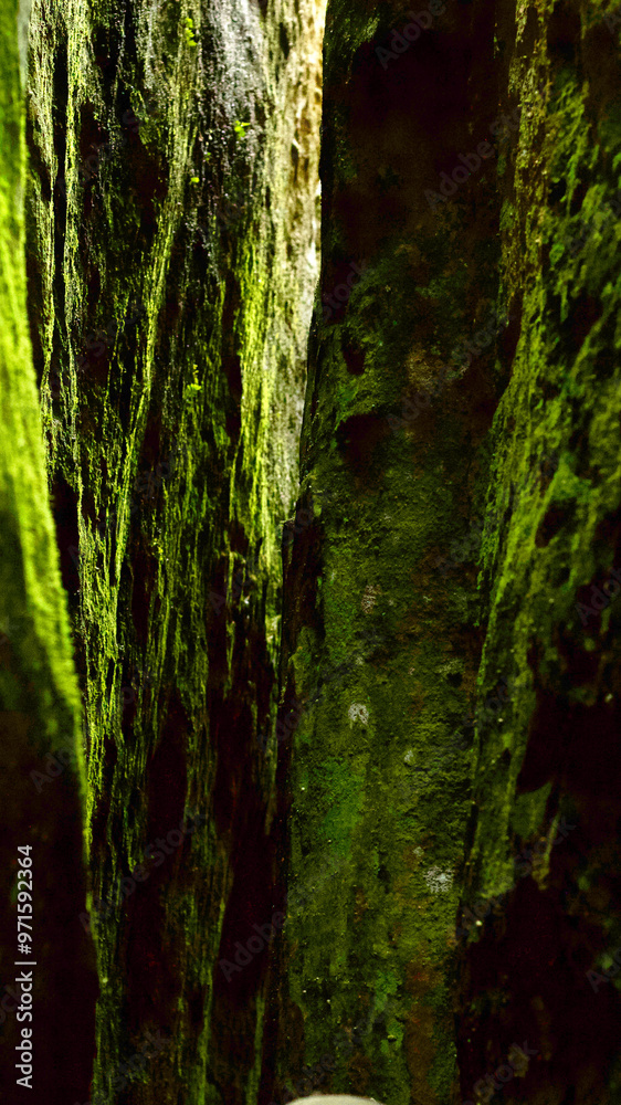 Obraz premium Moss covered canyon wall