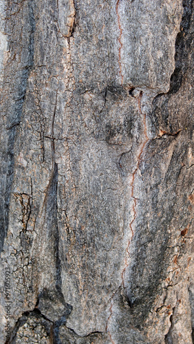 Tableau sur toile Photograph of the surface of a grey trunk.