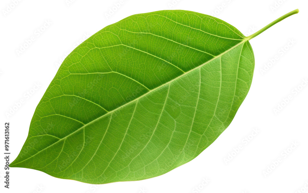 Fototapeta premium PNG Green leaf plant white background freshness.