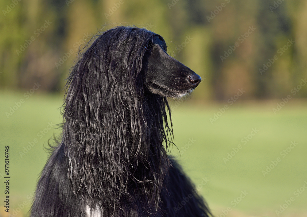 Afghan Hound Prettiest Dogs Ever Afghan Dogs: Over 3,798 Royalty