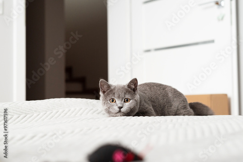 A small kitten is playing on the couch. 