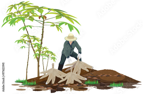 agriculturist is harvesting cassava.vector design