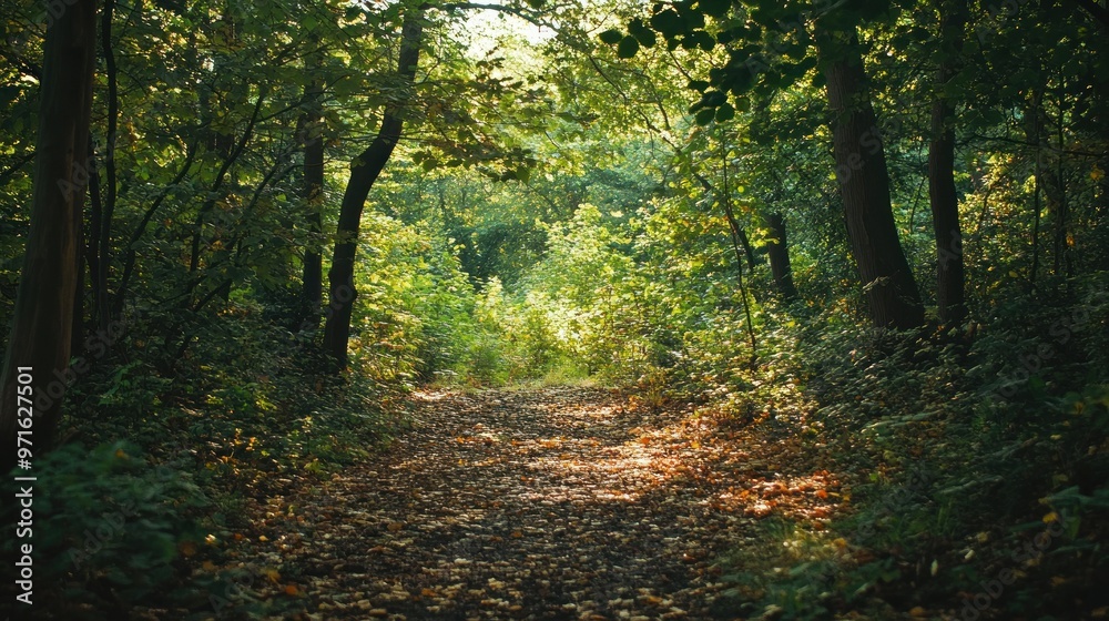 Obraz premium A Sunlit Path Through a Dense Forest