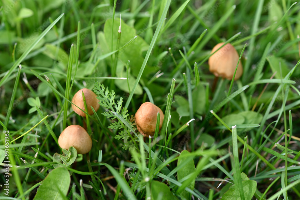 Poisonous mushrooms. A yellow toadstool in the green grass. Poisonous mushrooms. A yellow toadstool in the green grass.