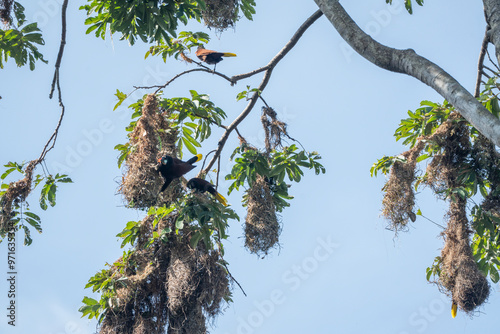 oropendola Montezuma bird nests nature Costa Rica photo