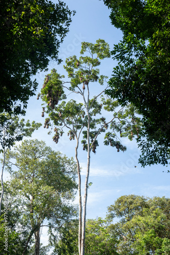 oropendola Montezuma bird nests nature Costa Rica photo