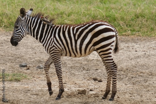 close up of foal, baby zebra, taking a step