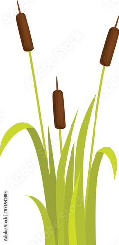 Three cattails growing in green grass blades on a white background