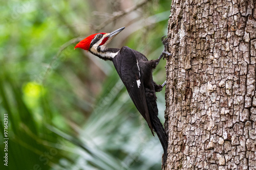 a vibrant pileated woodpecker