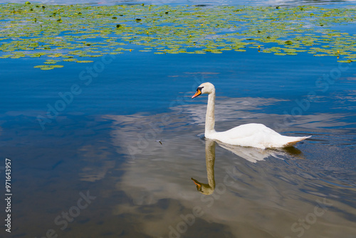 Piękny łabędź 2024 photo