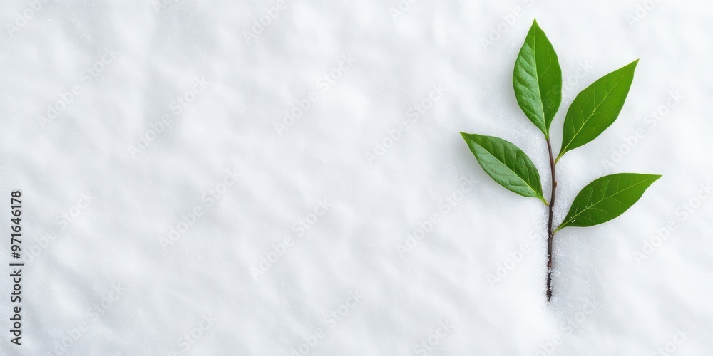 A serene green leaf resting on soft white fabric, symbolizing purity and nature's beauty in a minimalist setting.