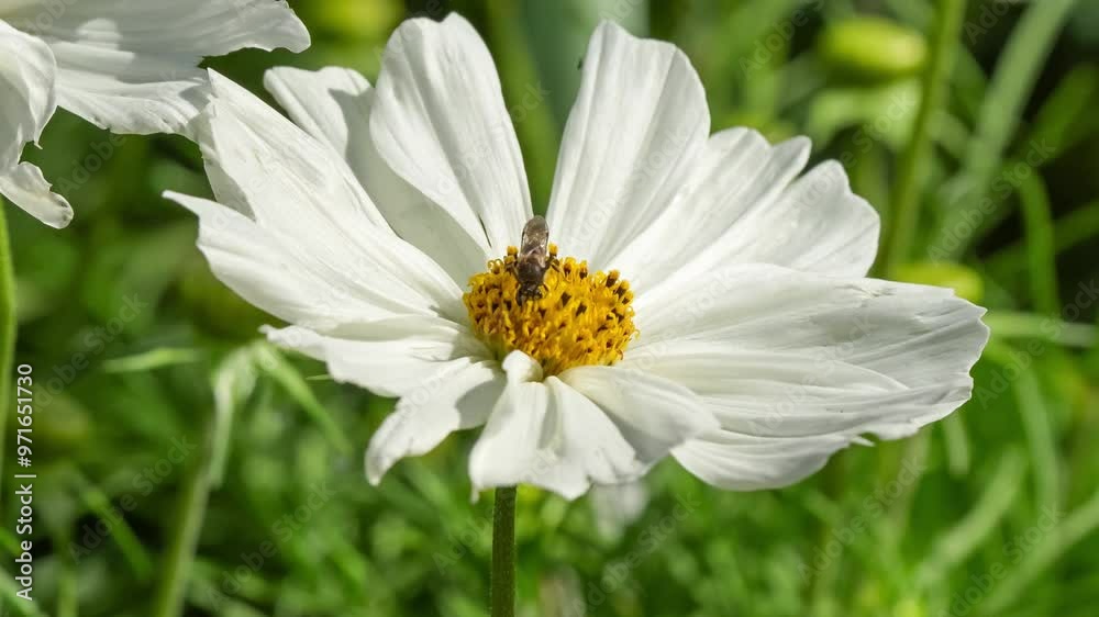 close-up of a honey bee (Apis mellifera) feeding on Cosmos (Cosmos bipinnatus) flower close-up of a honey bee (Apis mellifera) feeding on Cosmos (Cosmos bipinnatus) flower